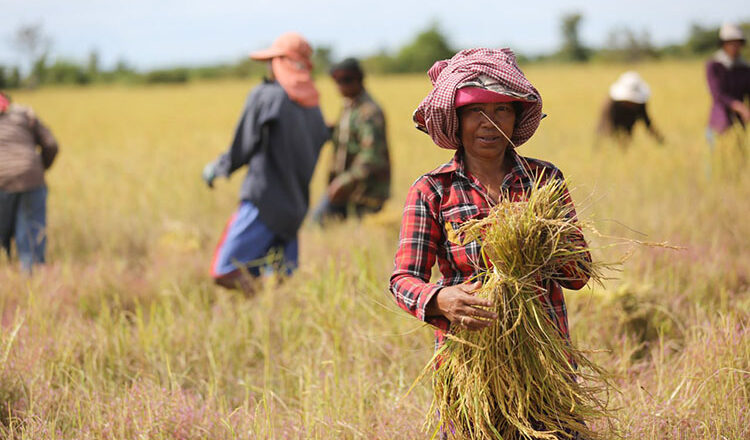 Sharp drop in paddy prices pushes farmers to the brink, even as PM offers help